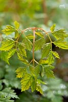 Aruncus Horatio - Goat's Beard - leafy stem after rain 