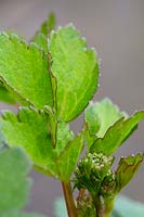 Ligusticum scoticum - Scotch Lovage - leaves and flower bud