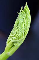 Angelica archangelica - leaf bud