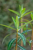 Euphorbia wallichii - shoot tip 