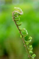 Dryopteris affinis 'Cristata' - Scaly Male Fern - single stem 