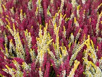 Colourful Calluna vulgaris - Heather