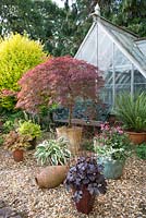 Gravel area with pots containing Heuchera, Acer palmatum, Hosta and fern, greenhouse behind 