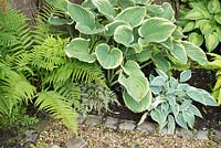 Shade planting with Hosta and ferns