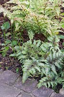 Shady border with Athyrium niponicum - Japanese Painted Fern - under other ferns