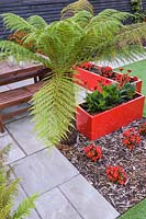 Modern Town Garden in Essex - wooden table and benches, red planters with gerbera and tree fern