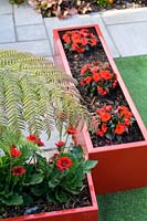 Modern Town Garden in Essex - red gerbera planters