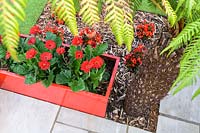 Modern Town Garden in Essex - tree fern and red planters with gerbera