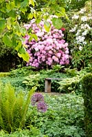 Alliums, Hostas and Rhododendrons by an old wooden benc.h	