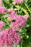 A bee on Sedum 'Autumn Joy' - Hylotelephium Herbstfreude Group 'Herbstfreude'