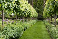 The Pleached Lime Walk with Allium 'Gladiator'.