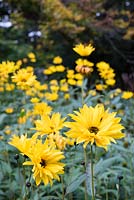 Helianthus 'Lemon Queen' - Sunflower 'Lemon Queen'