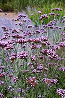 Verbena bonariensis - Purple top
  