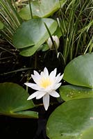 Nymphaea - Water Lily