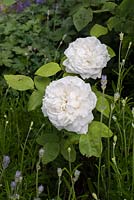 Rosa 'Winchester Cathedral' - Rose 'Winchester Cathedral'