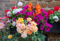 Window box with Pelargonium, Petunia and Begonias - Roses in front