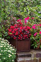 A burgundy foliaged Begonia with double red flowers in a rusty metal recycled container on a brick peer in a garden.