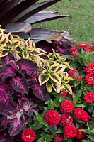 A colourful tropical style planting featuring a Bromeliad, Solenostemon scutellarioides - Coleus and flowering Zinnia