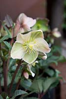 A single upright, Helleborus - Hellebore - flower, cream with green markings 