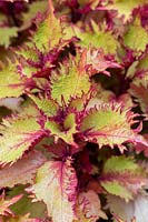 Solenostemon scutellarioides 'Henna' - Coleus - with frilled bright lime green leaves with pink markings