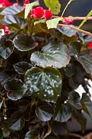 Close-up of Powdery Mildew growing on a Begonia leaf