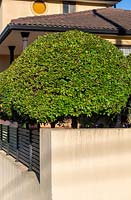 A row of lollipop shaped Syzygium luehmannii - Lilly Pilly - growing by a wall near house