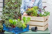 Woman planting Bidens 'Biddy Bop' amongst herbs and vegetables to attract insects to the planter