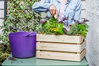 Woman adding compost to a wooden crate planted with mixed herbs and vegetables
