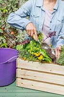 Woman adding compost to a wooden crate planted with mixed herbs and vegetables