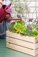 Woman watering wooden crate planted with herbs, vegetables and flowers