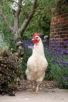 A chicken has free range to explore the shrub border