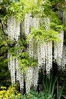 Wisteria sinensis var. sinensis f. alba - White-form Chinese wisteria