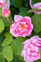 Rosa 'Constance Spry' - Rose 'Constance Spry'