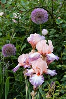 Iris 'Poesie' with Allium hollandicum 'Purple Sensation'