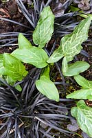 Arum italicum subsp. italicum 'Marmoratum' and Ophiopogon planiscapus 'Nigrescens'