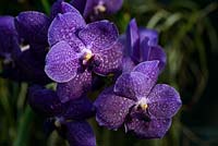 Ascocenda 'Jumbo Blue' - Hybrid Orchid