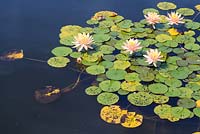 Nymphaea 'Cyprianna' - Water Lily 'Cyprianna'
