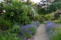 Rose garden with Lavendula 'Hidcote' in border.