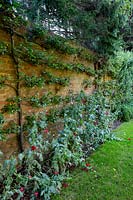 Espalier apples in walled garden, with self seeded poppies. 