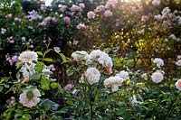 Rosa 'Buff Beauty' - Hybrid Musk Rose - in a rose garden