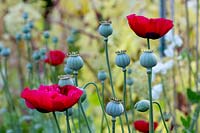 Self-seeded Papaver - Poppy - flowers and seed heads