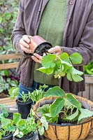 Woman removing Strawberry plant from pot, ready for planting in a hanging basket