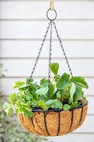 Hanging basket planted with Strawberry and Nasturtium
