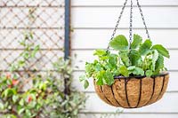Hanging basket planted with Strawberry and Nasturtium