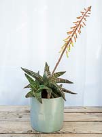 Gasterhaworthia 'Spotted Beauty', plant that has outgrown its pot