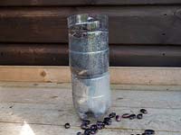 Planting bean seeds using plastic from the kitchen. reused plastic bottle