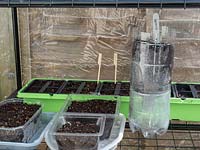 Planting bean seeds using various plastic from the kitchen.  