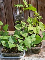 Bean plants growing in recycled plastic containers
