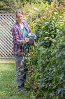 Woman using battery powered hedge cutter to lightly trim the side of an overgrown field maple hedge