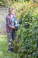 Woman using battery powered hedge cutter to lightly trim the side of an overgrown field maple hedge
